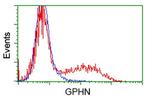 GPHN Antibody in Flow Cytometry (Flow)
