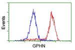 GPHN Antibody in Flow Cytometry (Flow)