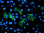 GPHN Antibody in Immunocytochemistry (ICC/IF)