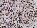 GPHN Antibody in Immunohistochemistry (Paraffin) (IHC (P))