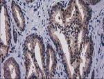 GPHN Antibody in Immunohistochemistry (Paraffin) (IHC (P))