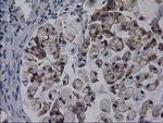 GPHN Antibody in Immunohistochemistry (Paraffin) (IHC (P))