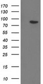 GPHN Antibody in Western Blot (WB)