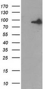 GPHN Antibody in Western Blot (WB)