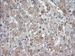GPI Antibody in Immunohistochemistry (Paraffin) (IHC (P))