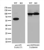 GPI Antibody