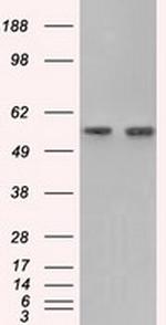 GPI Antibody in Western Blot (WB)
