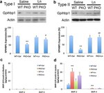 GPIHBP1 Antibody in Western Blot (WB)