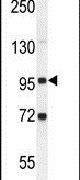 GPLD1 Antibody in Western Blot (WB)