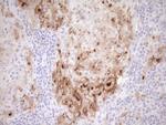 GPNMB Antibody in Immunohistochemistry (Paraffin) (IHC (P))