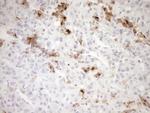 GPNMB Antibody in Immunohistochemistry (Paraffin) (IHC (P))