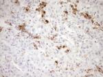GPNMB Antibody in Immunohistochemistry (Paraffin) (IHC (P))