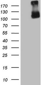 GPNMB Antibody in Western Blot (WB)