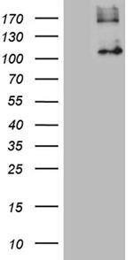GPNMB Antibody in Western Blot (WB)