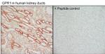 GPR1 Antibody in Immunohistochemistry (Paraffin) (IHC (P))