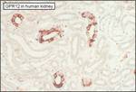 GPR12 Antibody in Immunohistochemistry (Paraffin) (IHC (P))
