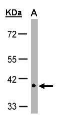 GPR146 Antibody in Western Blot (WB)