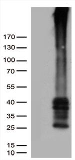 GPR151 Antibody in Western Blot (WB)
