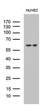 GPR151 Antibody in Western Blot (WB)