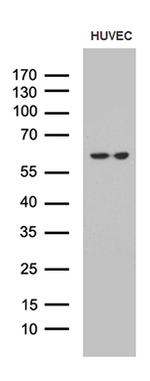 GPR151 Antibody in Western Blot (WB)