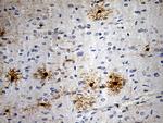 GPR17 Antibody in Immunohistochemistry (Paraffin) (IHC (P))