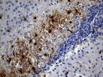 GPR17 Antibody in Immunohistochemistry (Paraffin) (IHC (P))