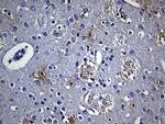 GPR17 Antibody in Immunohistochemistry (Paraffin) (IHC (P))