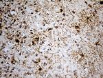 GPR17 Antibody in Immunohistochemistry (Paraffin) (IHC (P))
