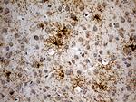 GPR17 Antibody in Immunohistochemistry (Paraffin) (IHC (P))