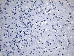 GPR17 Antibody in Immunohistochemistry (Paraffin) (IHC (P))