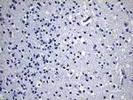 GPR17 Antibody in Immunohistochemistry (Paraffin) (IHC (P))