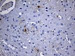 GPR17 Antibody in Immunohistochemistry (Paraffin) (IHC (P))