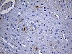 GPR17 Antibody in Immunohistochemistry (Paraffin) (IHC (P))