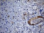 GPR17 Antibody in Immunohistochemistry (Paraffin) (IHC (P))