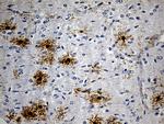 GPR17 Antibody in Immunohistochemistry (Paraffin) (IHC (P))