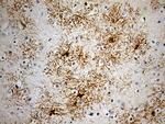 GPR17 Antibody in Immunohistochemistry (Paraffin) (IHC (P))