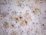GPR17 Antibody in Immunohistochemistry (Paraffin) (IHC (P))