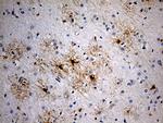 GPR17 Antibody in Immunohistochemistry (Paraffin) (IHC (P))
