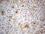GPR17 Antibody in Immunohistochemistry (Paraffin) (IHC (P))