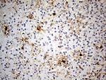 GPR17 Antibody in Immunohistochemistry (Paraffin) (IHC (P))