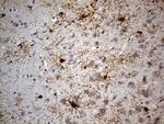 GPR17 Antibody in Immunohistochemistry (Paraffin) (IHC (P))