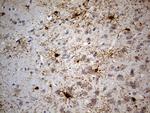 GPR17 Antibody in Immunohistochemistry (Paraffin) (IHC (P))