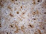 GPR17 Antibody in Immunohistochemistry (Paraffin) (IHC (P))