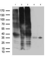 GPR17 Antibody in Western Blot (WB)