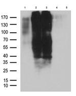 GPR17 Antibody in Western Blot (WB)