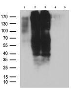 GPR17 Antibody in Western Blot (WB)
