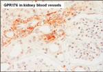 GPR176 Antibody in Immunohistochemistry (Paraffin) (IHC (P))