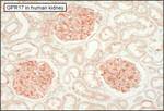 GPR17 Antibody in Immunohistochemistry (Paraffin) (IHC (P))