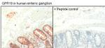 GPR19 Polyclonal Antibody