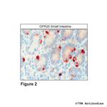 GPR25, G protein-coupled Receptor 25 Antibody in Immunohistochemistry (Paraffin) (IHC (P))